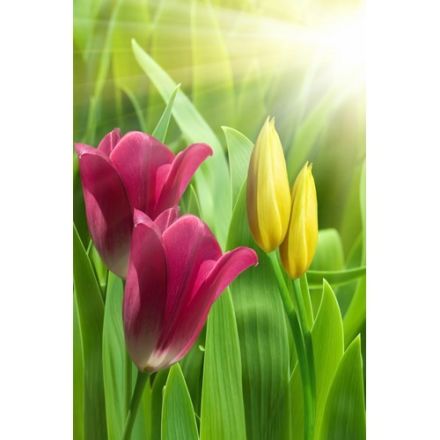 duvar posteri çiçek 61907914