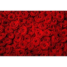 Çiçek - duvar posteri çiçek G 5466