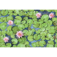 Alkor D-c-fix Dekore - Yapışkanlı Folyo Alkor 280-0001 Water Lily