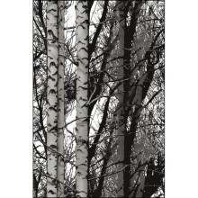 Yapışkanlı Folyo D-C-Fix 343-1007 Wood - 2